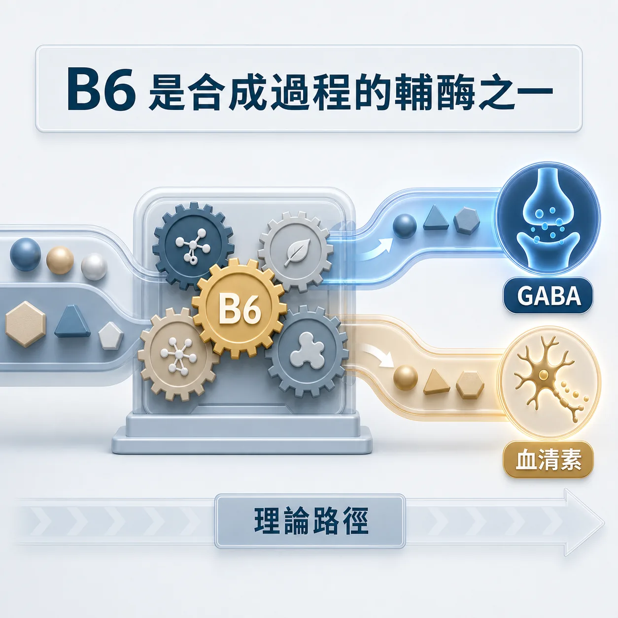 維生素 B6 是 GABA 與血清素等神經傳導物質合成路徑中的輔酶之一。