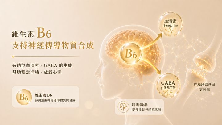 維生素B6參與血清素和GABA合成的機制圖：B6幫助大腦製造快樂與平靜物質，穩定情緒、提升睡眠品質。