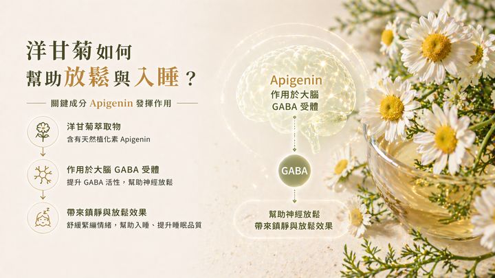 洋甘菊萃取物中的Apigenin作用於大腦GABA受體，提升GABA活性幫助神經放鬆，帶來鎮靜與放鬆效果的機制圖。