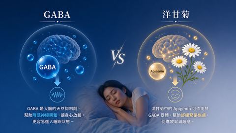 維生素D影響褪黑激素分泌、進而調節睡眠節律的三步驟機制資訊圖。