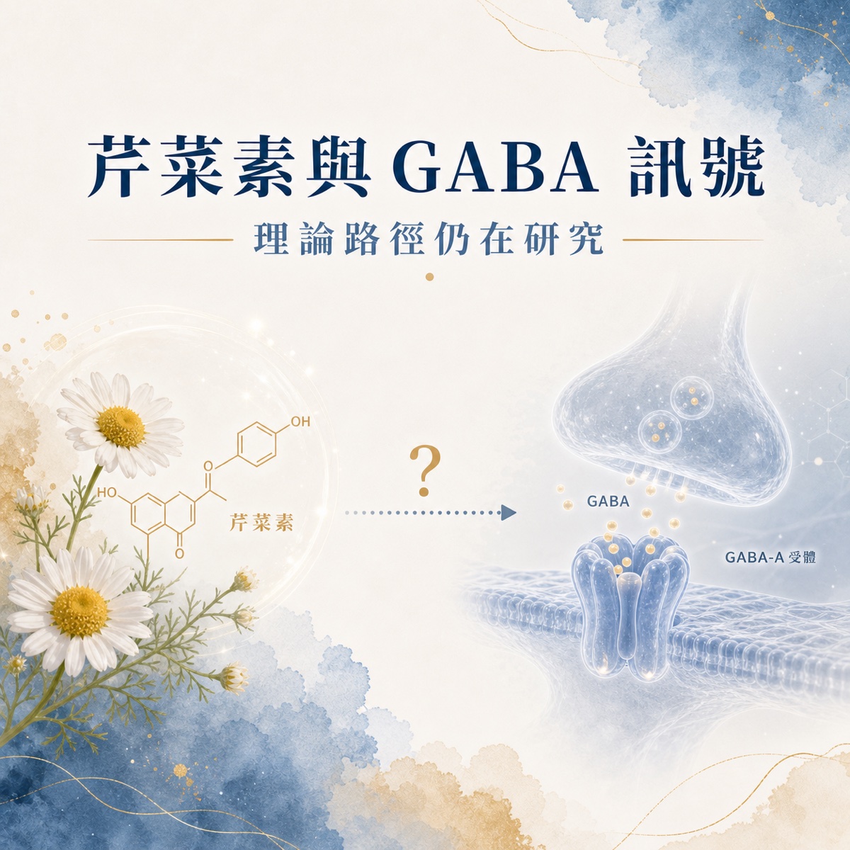 芹菜素與 GABA 訊號的可能機轉示意