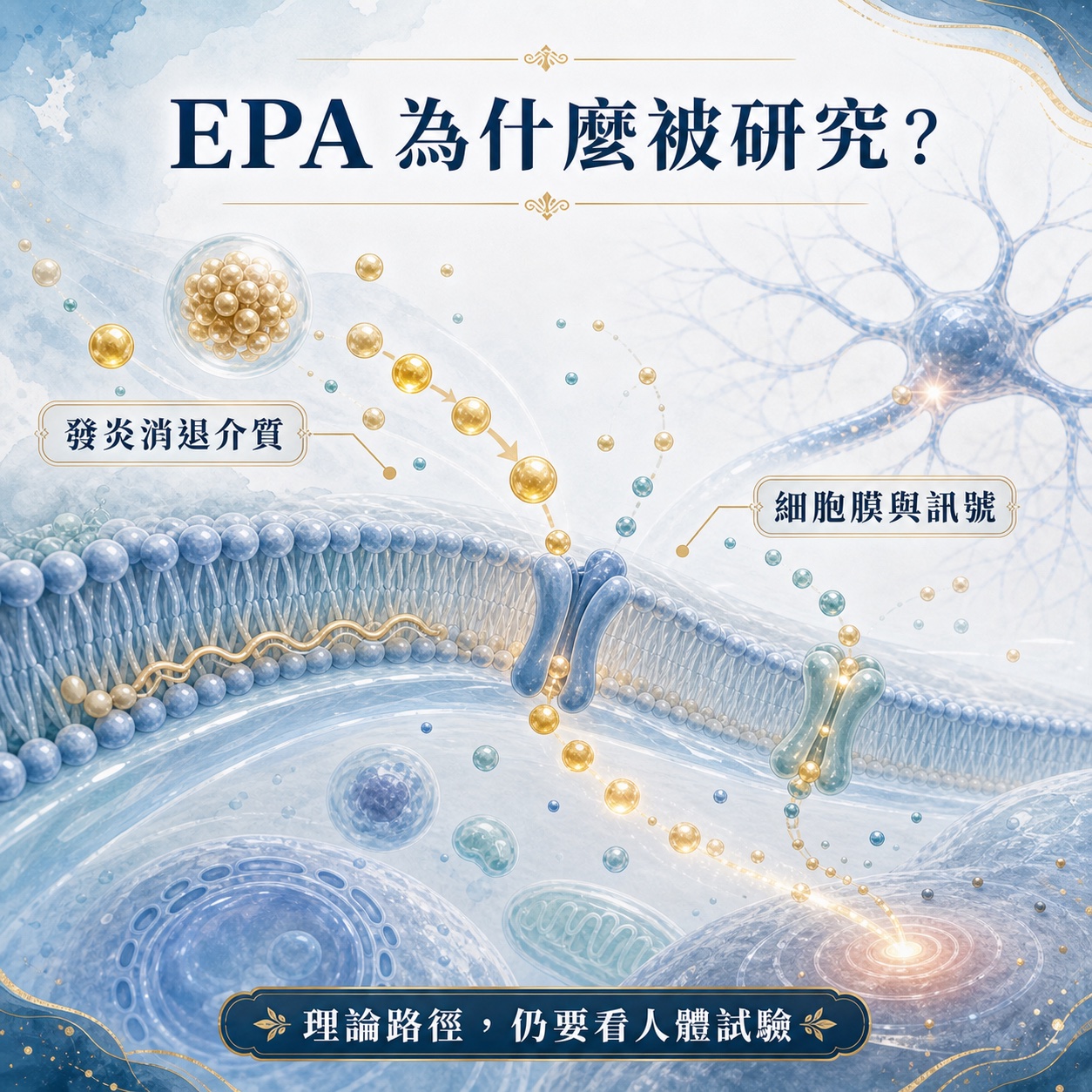 EPA 與發炎消退介質、細胞膜和訊號的理論路徑