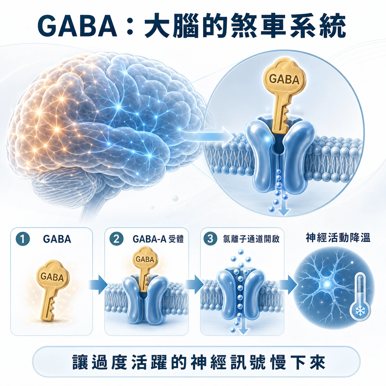 GABA 與 GABA-A 受體作用、降低神經興奮的煞車系統示意圖