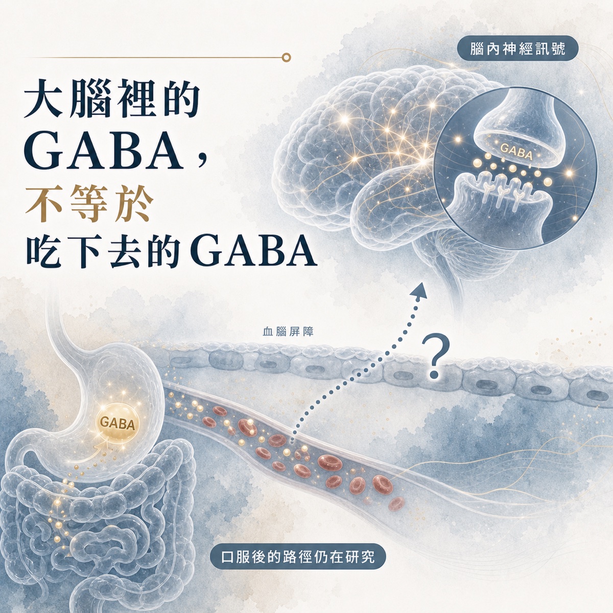 腦內 GABA 與口服 GABA 路徑差異示意