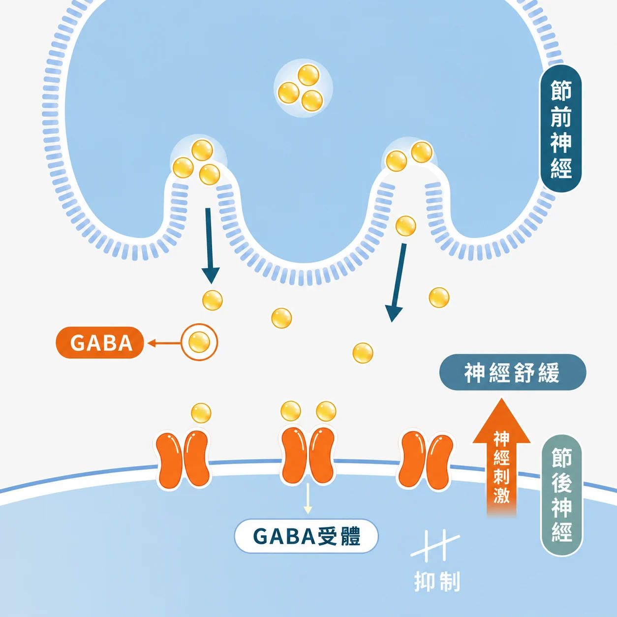 GABA 神經傳導作用示意圖：GABA 與節後神經 GABA 受體結合